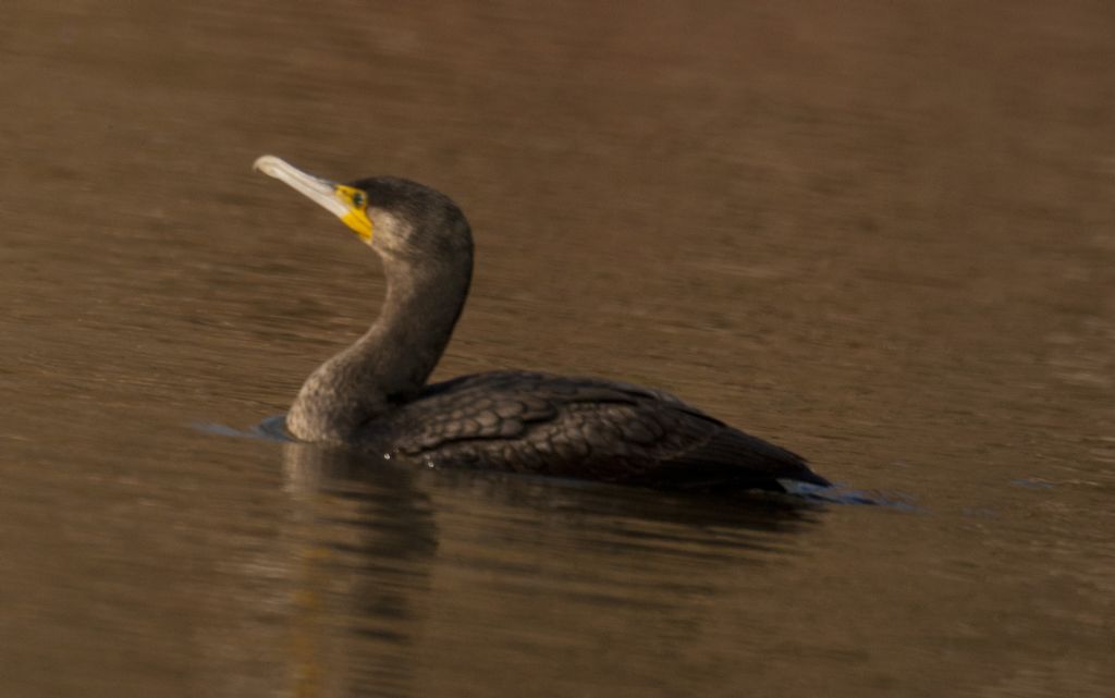 Airone bianco e cormorani